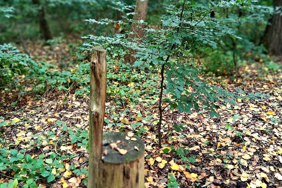 Grabmarkierung mit jungem Baum im Waldfriedhof Waldurne