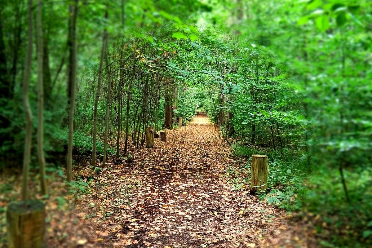Nebelwald im Waldfriedhof Waldurne, Schwalm-Eder-Kreis, Nordhessen