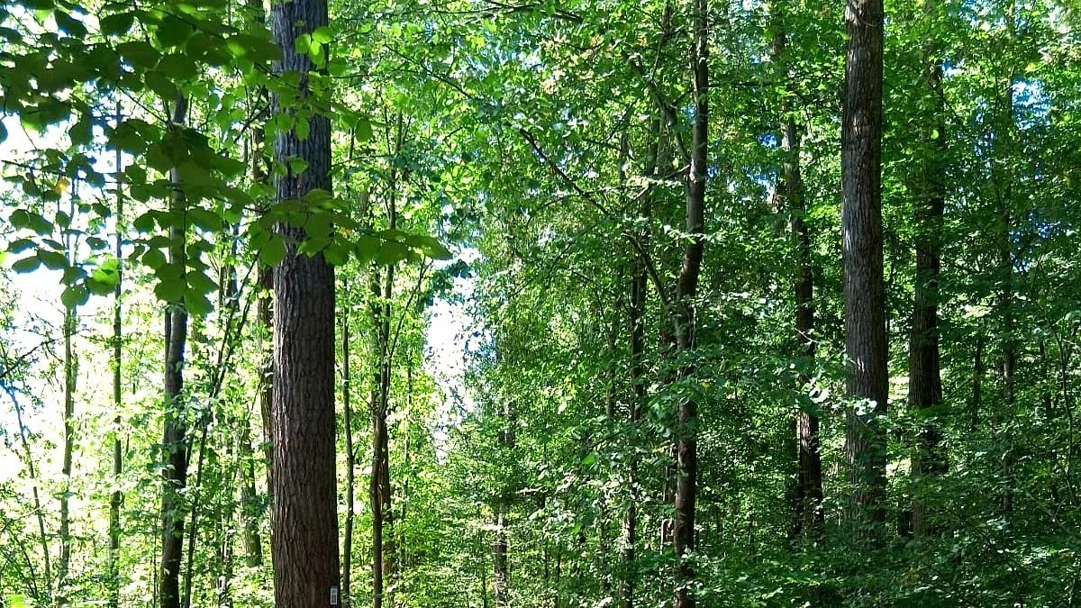 Sonnenlichter Waldweg mit Bestattungsbäumen im Waldfriedhof Waldurne