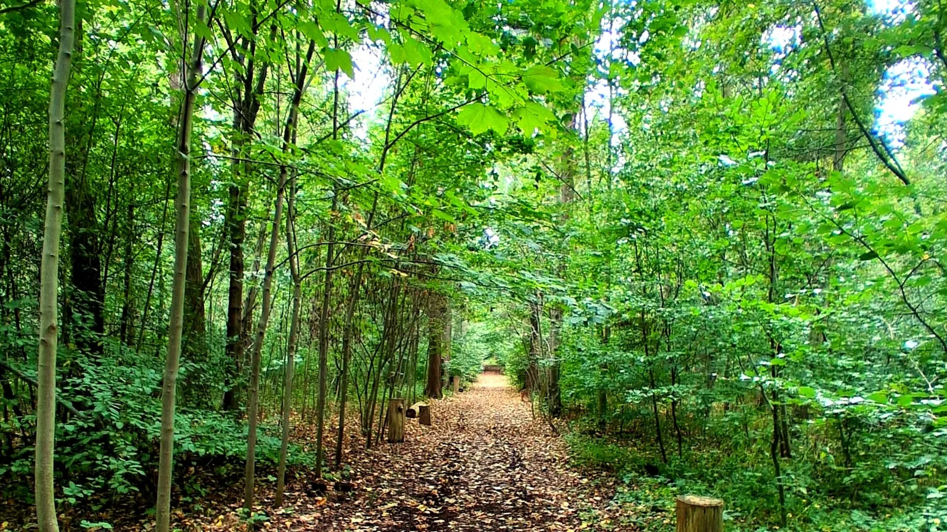Waldweg im Waldfriedhof Waldurne – grüner Laubtunnel in Trockenerfurth