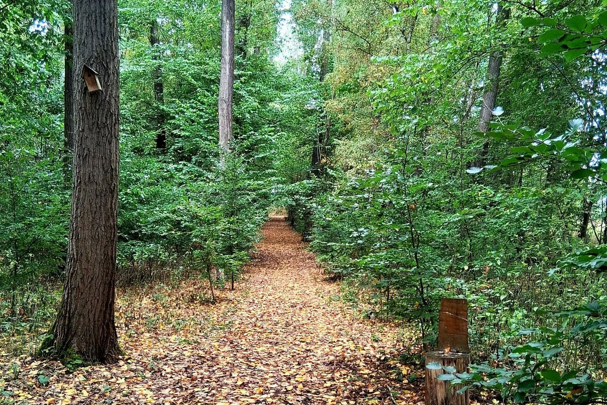 Waldwege im Waldfriedhof Waldurne, Trockenerfurth bei Borken